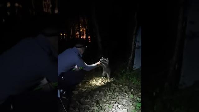 Енот из Страж уже не тот Енот из Страж уже не тот