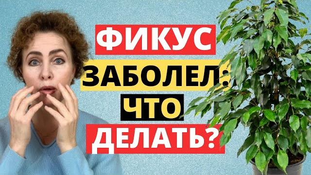 Вредители и Грибковые Заболевания. Фикус Бенжамина. Бонсай Фикус Микрокарпа. Фикус Бонсай. Фикус. Вредители и Грибковые Заболевания. Фикус Бенжамина. Бонсай Фикус Микрокарпа. Фикус Бонсай. Фикус.