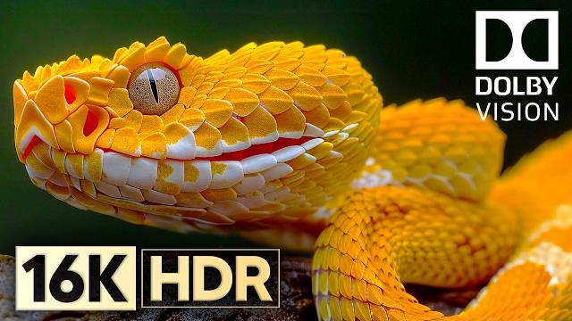 Next Level of Dolby Vision 16K HDR 240fps Next Level of Dolby Vision 16K HDR 240fps