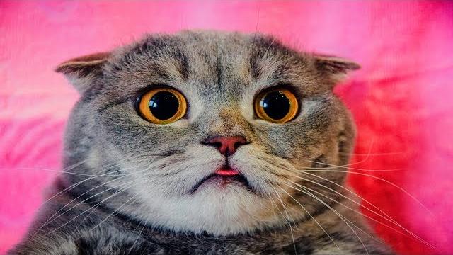 ПЛЮСЫ и МИНУСЫ КОШЕК в ДОМЕ! ПЛЮСЫ и МИНУСЫ КОШЕК в ДОМЕ!