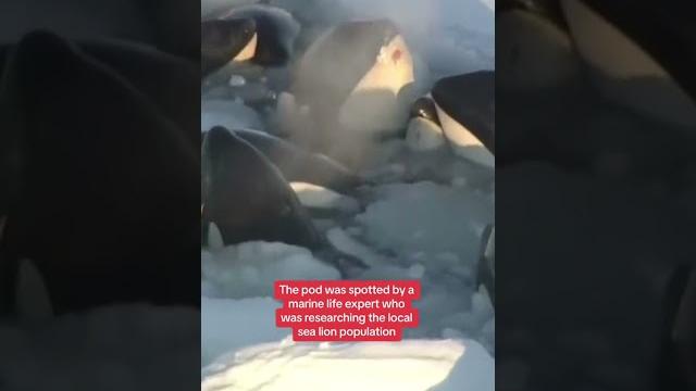 Killer whales trapped in drift ice Killer whales trapped in drift ice