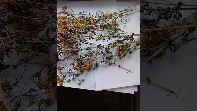 Лечебные свойства зверобой антидепрессант противовоспалительное кровоостанавливающее средство... Лечебные свойства зверобой антидепрессант противовоспалительное кровоостанавливающее средство...