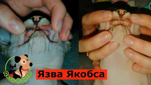 Язва Якобса у кошки Язва Якобса у кошки