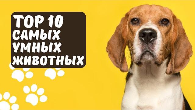 ТОП10 САМЫХ УМНЫХ ЖИВОТНЫХ \ ЖИВОТНЫЕ ДЛЯ ДЕТЕЙ \ САМЫЕ УМНЫЕ ЖИВОТНЫЕ \ РАЗВИВАЮЩЕЕ ВИДЕО ТОП10 САМЫХ УМНЫХ ЖИВОТНЫХ \ ЖИВОТНЫЕ ДЛЯ ДЕТЕЙ \ САМЫЕ УМНЫЕ ЖИВОТНЫЕ \ РАЗВИВАЮЩЕЕ ВИДЕО