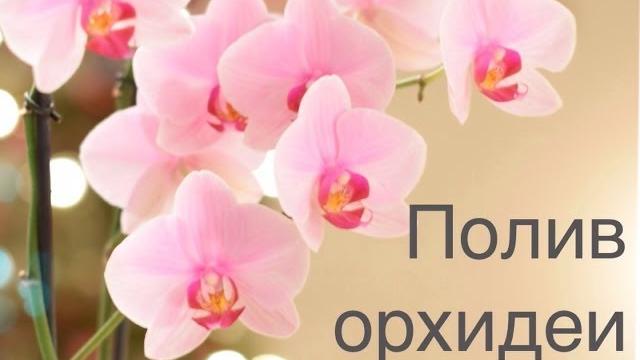 Полив орхидеи. Как поливать орхидею Полив орхидеи. Как поливать орхидею