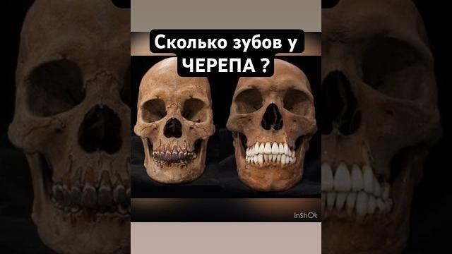 Сколько зубов у ЧЕРЕПА? #зубы #шортс #медицина Сколько зубов у ЧЕРЕПА? #зубы #шортс #медицина