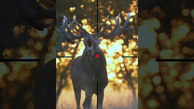 The gazelle | La gazzella | #deer | الغزال The gazelle | La gazzella | #deer | الغزال