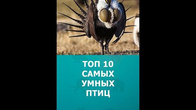 Топ 10 самых умных птиц #шортс #птицы #умныеживотные #интересное #топ10 #shorts #комарик Топ 10 самых умных птиц #шортс #птицы #умныеживотные #интересное #топ10 #shorts #комарик