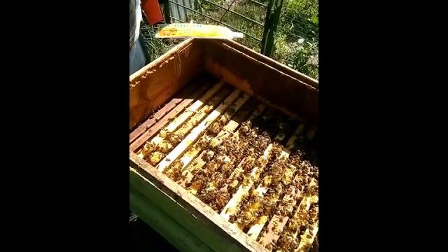 Ставим в улей пластины от клеща Ставим в улей пластины от клеща