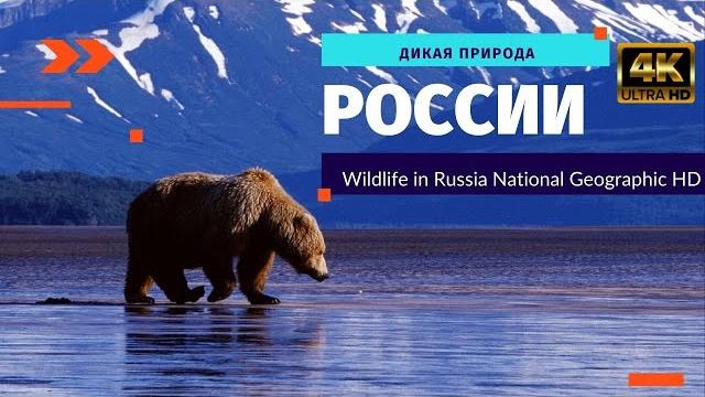 Дикая природа России Дикая природа России