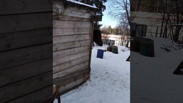Кто, кто? Конь в пальто! Кто, кто? Конь в пальто!
