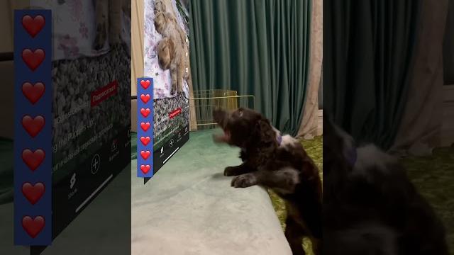 УДЕЛИ ПАРУ МИНУТ НА ИГРУ #русскийспаниель #щенок #видео#игра#веселье#ютуб#внимание#дружба#puppylife УДЕЛИ ПАРУ МИНУТ НА ИГРУ #русскийспаниель #щенок #видео#игра#веселье#ютуб#внимание#дружба#puppylife