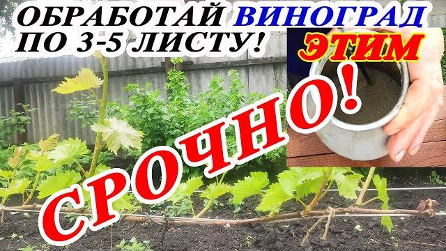 Видео СРОЧНО! Первая Важнейшая Обработка ВИНОГРАДА по 3–5 листу от милдью, оидиума и вредителей! Видео СРОЧНО! Первая Важнейшая Обработка ВИНОГРАДА по 3–5 листу от милдью, оидиума и вредителей!