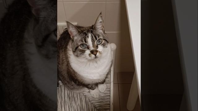 Дай поесть! #short #shorts #shortsvideo #shortvideo #spain #котики #кошка #смешно #приколы #шутка Дай поесть! #short #shorts #shortsvideo #shortvideo #spain #котики #кошка #смешно #приколы #шутка