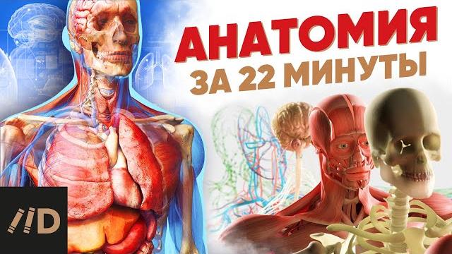 Анатомия за 22 минуты Анатомия за 22 минуты