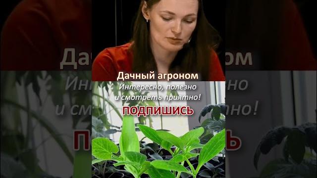 КОГДА ВЫСАЖИВАТЬ рассаду кабачка КОГДА ВЫСАЖИВАТЬ рассаду кабачка