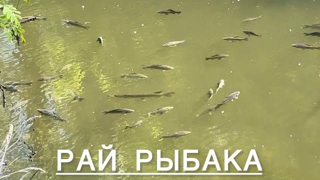 ПСЁЛ// ВОТ ЭТО Я ПОПАЛ‼️ ПСЁЛ// ВОТ ЭТО Я ПОПАЛ‼️