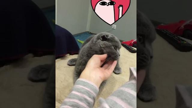 #неприкосновенная#кошка#животные#приколы#котики#cat#prank#animals I don't like being touched #неприкосновенная#кошка#животные#приколы#котики#cat#prank#animals I don't like being touched