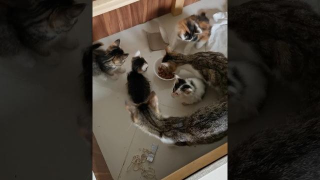 А НУ КА КОШЕЧКИ!!! ️️️️ А НУ КА КОШЕЧКИ!!! ️️️️