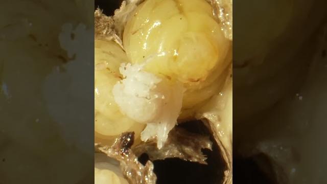 Зачем осы воруют мясо и настолько ли они ужасны. Зачем осы воруют мясо и настолько ли они ужасны.