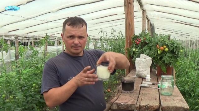 СУПЕР ПОДКОРМКА ПОМИДОР!!!!! Обязательно попробуйте!!! СУПЕР ПОДКОРМКА ПОМИДОР!!!!! Обязательно попробуйте!!!