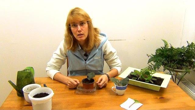 Узамбарская фиалка. Посадка и уход. Узамбарская фиалка. Посадка и уход.