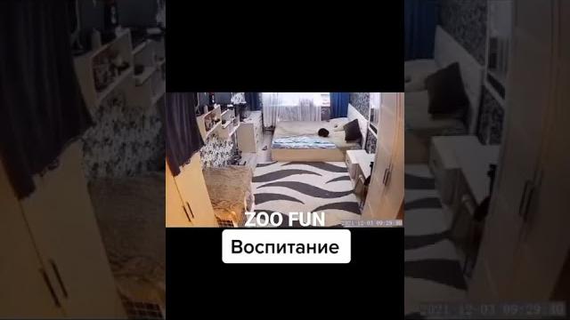 Воспитание | #кошки Воспитание | #кошки