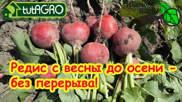 СУПЕР-СПОСОБ ВЫРАЩИВАНИЯ РЕДИСА ЛЕТОМ! Редис будет сочный и без блошки при летних посевах. СУПЕР-СПОСОБ ВЫРАЩИВАНИЯ РЕДИСА ЛЕТОМ! Редис будет сочный и без блошки при летних посевах.
