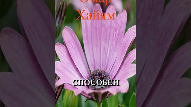 Лучшие цитаты Хайяма , Secrets of Omar Khayyam for Today's Life , #любовь , #мудрые ,#цитаты ,#опыт Лучшие цитаты Хайяма , Secrets of Omar Khayyam for Today's Life , #любовь , #мудрые ,#цитаты ,#опыт