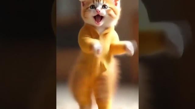 котик танцует котик танцует