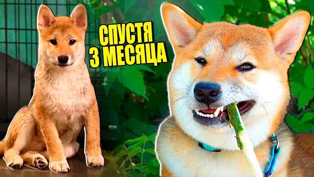 МОЯ СОБАКА СПУСТЯ ТРИ МЕСЯЦА! МОЯ СОБАКА СПУСТЯ ТРИ МЕСЯЦА!