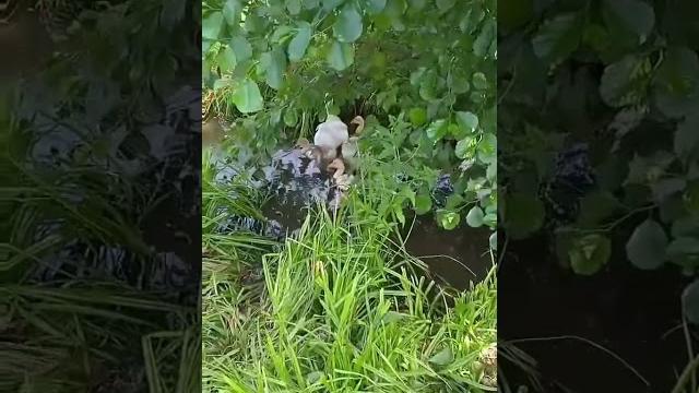 Как с гуся вода Как с гуся вода