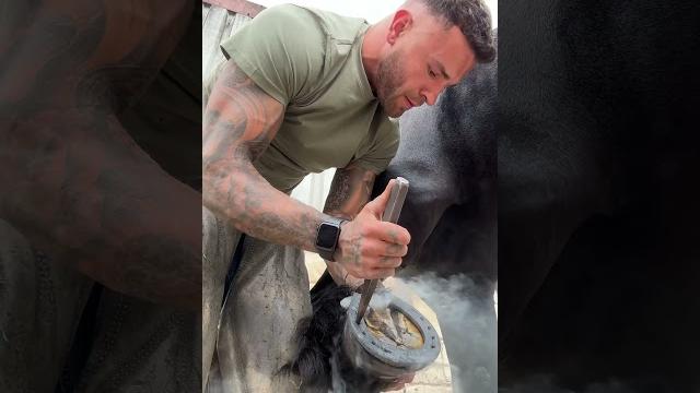 Shoeing the beautiful Friesian stallion hessel #horse #shorts #fyp #work #equestrian #happy Shoeing the beautiful Friesian stallion hessel #horse #shorts #fyp #work #equestrian #happy