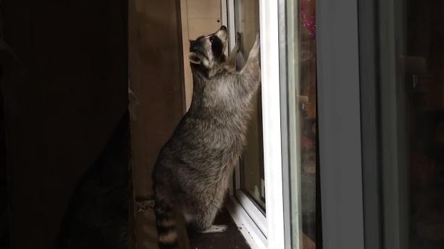 Енот Леонид на разминке #pets #animals #video #funny #online #instagram #енот #youtubeshorts #юмор Енот Леонид на разминке #pets #animals #video #funny #online #instagram #енот #youtubeshorts #юмор