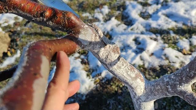 Зачем и когда белить деревья Зачем и когда белить деревья