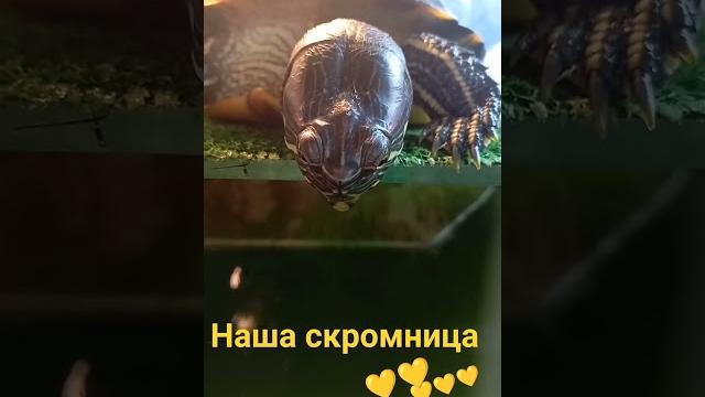 СКРОМНАЯ ДЕВОЧКА #животные #приколысживотными #черепаха #красноухаячерепаха #смешныевидео СКРОМНАЯ ДЕВОЧКА #животные #приколысживотными #черепаха #красноухаячерепаха #смешныевидео