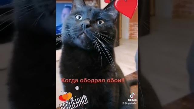 Правильное воспитание кота ! #кот #животные #рекомендации #черныйкот #коты #cat #котики #shots Правильное воспитание кота ! #кот #животные #рекомендации #черныйкот #коты #cat #котики #shots