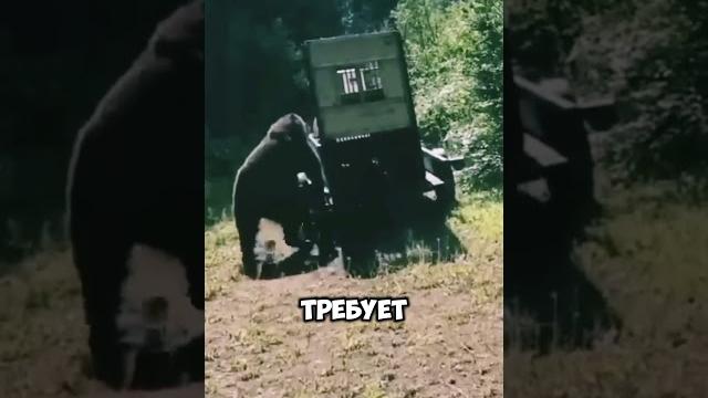 Неожиданные реакции медведя при возвращении в лес️ Неожиданные реакции медведя при возвращении в лес️