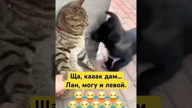 Вы за кого?#собака #собаки #кот #коты #котик #котики #смешно #смешноевидео #смешные #смешныевидео Вы за кого?#собака #собаки #кот #коты #котик #котики #смешно #смешноевидео #смешные #смешныевидео