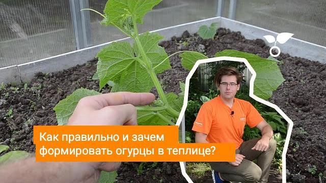 Как правильно и зачем формировать огурцы в теплице? Как правильно и зачем формировать огурцы в теплице?