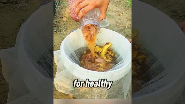 Why Banana Water Boosts Plant Blooms Why Banana Water Boosts Plant Blooms