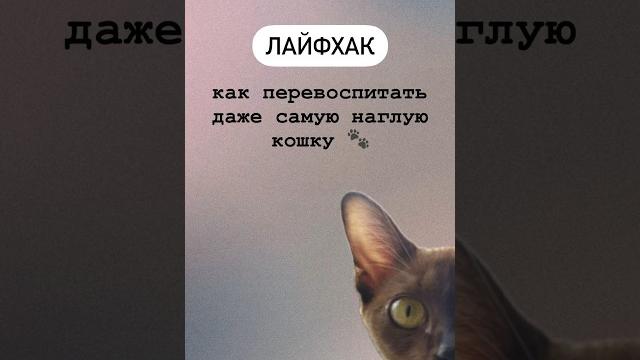 Как перевоспитать даже самую наглую кошку ⬛ #воспитание #юмор #коты #мия #бурма #cat #catshorts Как перевоспитать даже самую наглую кошку ⬛ #воспитание #юмор #коты #мия #бурма #cat #catshorts