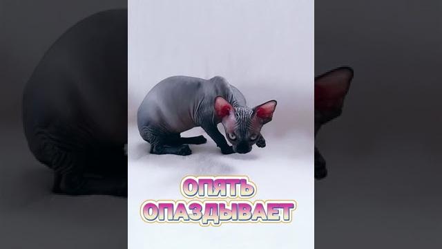 Кот Сфинкс громко мяукает юмор Tik Tok #shorts Кот Сфинкс громко мяукает юмор Tik Tok #shorts