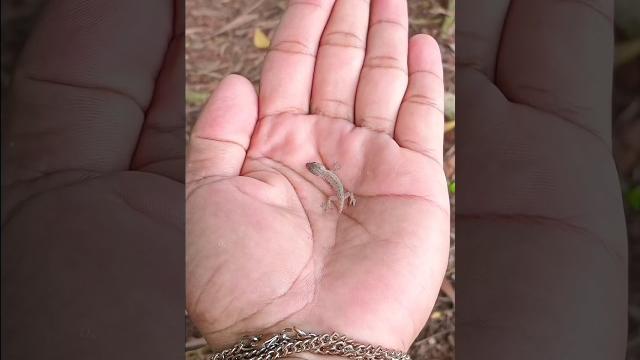 video popular #bass #music #acapella #song #nature #funny #insects #wildlife #animals #edit video popular #bass #music #acapella #song #nature #funny #insects #wildlife #animals #edit