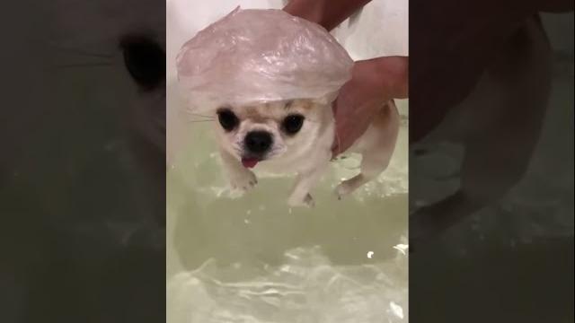 #домашниепитомцы #amongus #dog #новинка #красотка #чихуахуа #смешные #видео #cute #подпишись #домашниепитомцы #amongus #dog #новинка #красотка #чихуахуа #смешные #видео #cute #подпишись
