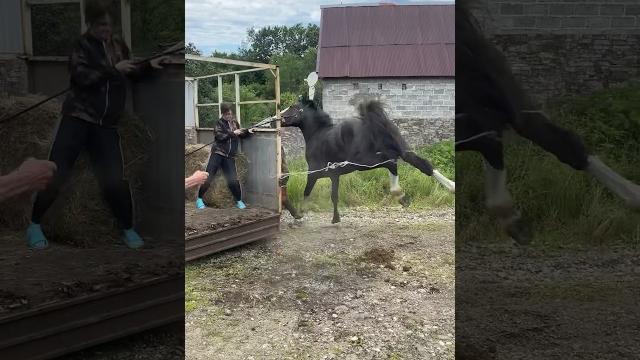 Никто не пострадал!🩶Такого не повторялось!Больше на нашем канале🫂 #лошадь #рекомендации #конь Никто не пострадал!🩶Такого не повторялось!Больше на нашем канале🫂 #лошадь #рекомендации #конь