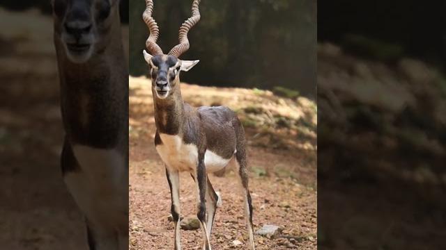 Saiga Antelope #youtubeshorts #viral #youtube #beautiful #video #viralvideo #trending #fypシ #shorts Saiga Antelope #youtubeshorts #viral #youtube #beautiful #video #viralvideo #trending #fypシ #shorts