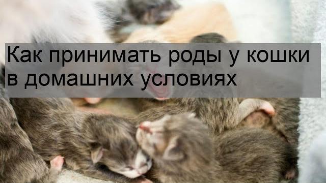 Как принимать роды у кошки в домашних условиях Как принимать роды у кошки в домашних условиях