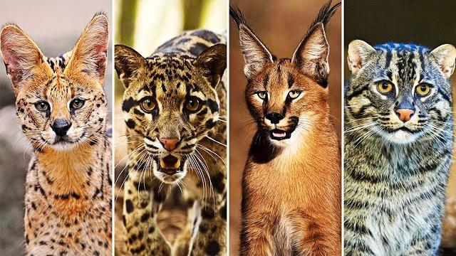 10 Самых Редких Диких Кошек! Кошачьи в Деле! 10 Самых Редких Диких Кошек! Кошачьи в Деле!