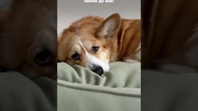 Последствия второй собаки… #корги #corgi #puppy #милота #шортс #собака #щенок #милыеживотные #shorts Последствия второй собаки… #корги #corgi #puppy #милота #шортс #собака #щенок #милыеживотные #shorts